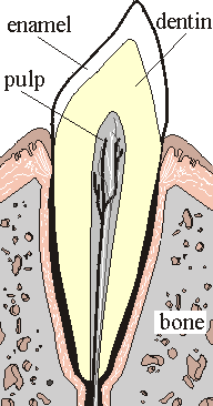Inside a tooth
