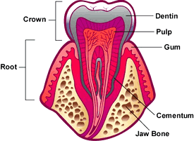 Inside a tooth